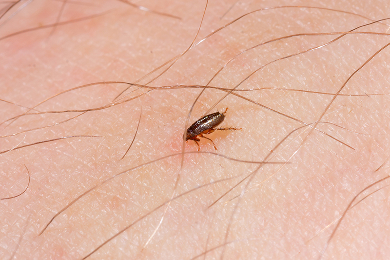 Flea Pest Control in Harrogate North Yorkshire