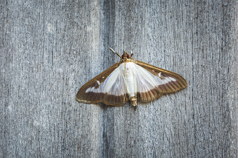 Moth Pest Control in Harrogate North Yorkshire